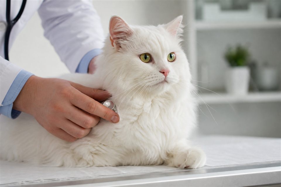 Cat health care